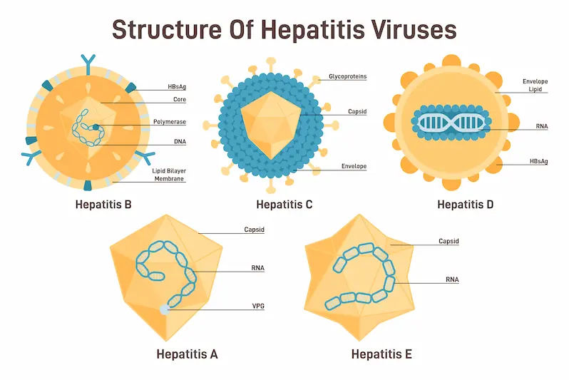 Transmission of Hepatitis A to E